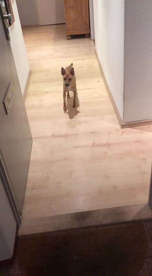 Hund geht nicht aus der Wohnung-Beitrag-Bild