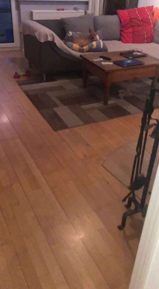 Hund geht nicht aus der Wohnung-Beitrag-Bild