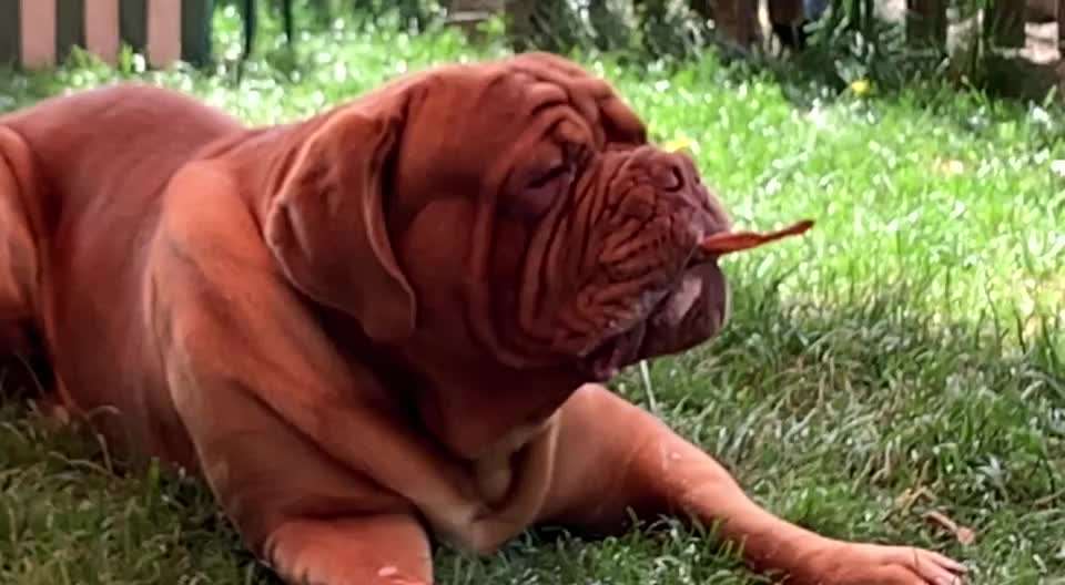 Bordeaux Dogge-Beitrag-Bild