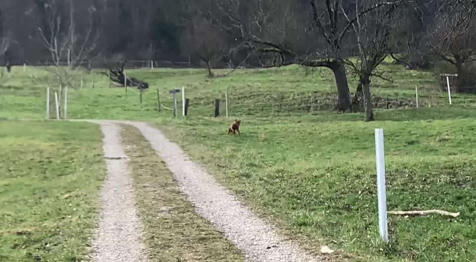 Bordeaux Dogge-Beitrag-Bild