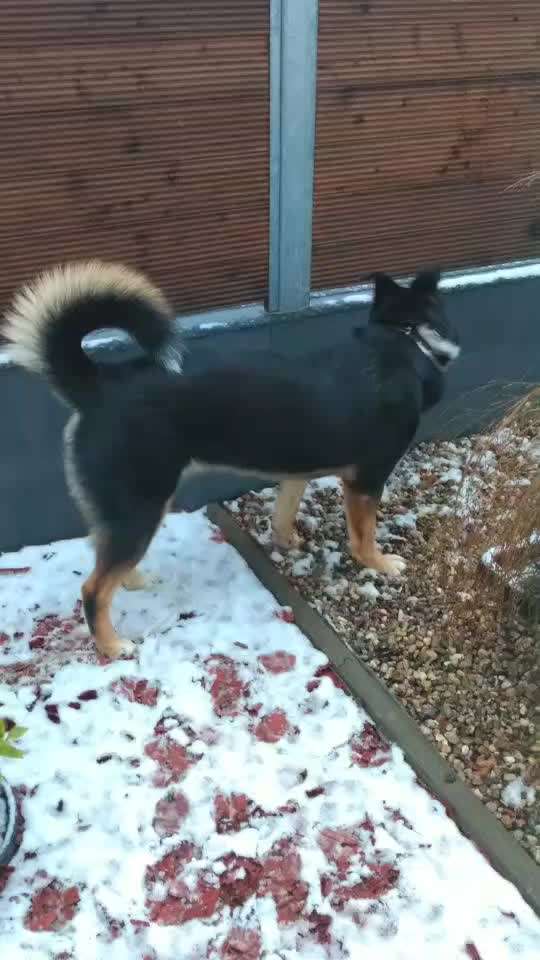 Der Gewichts-Thread-Beitrag-Bild