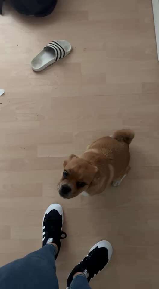 Foto-Challenge: Der unschuldige Hund:"Ich war's nicht!"-Beitrag-Bild