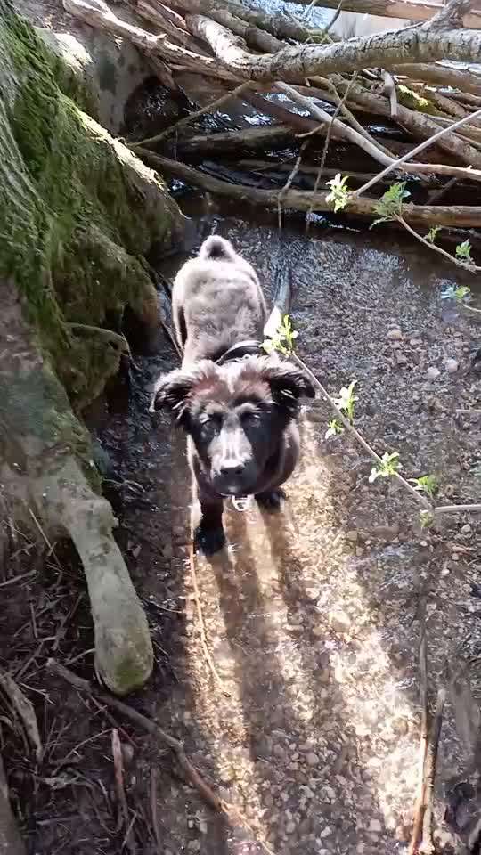 Dogorama-Monats-Challenge-Mai "Wasser"-Beitrag-Bild