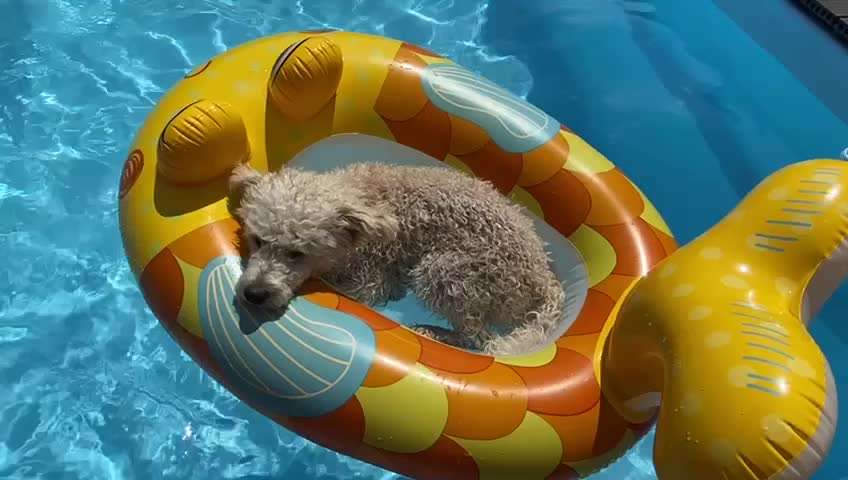 Zeigt hier Euer liebstes Video Eurer Hunde-Beitrag-Bild