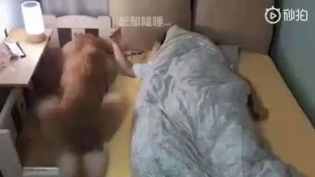 Hunde Memes-Beitrag-Bild