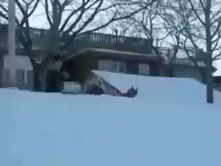 Hunde Memes-Beitrag-Bild