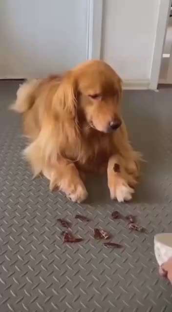 Hunde Memes-Beitrag-Bild