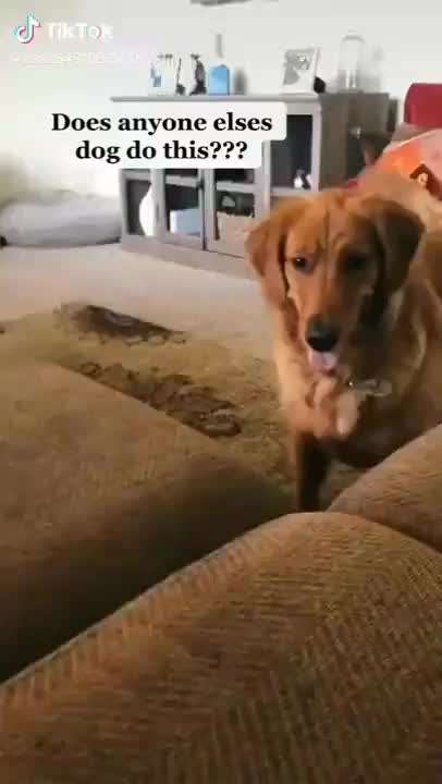 Hunde Memes-Beitrag-Bild