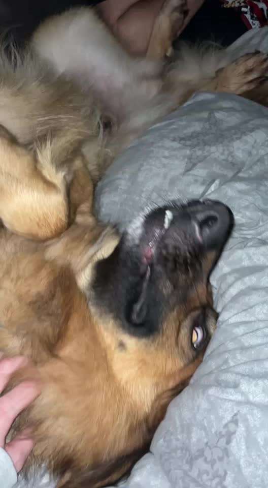 Schäferhund-Beitrag-Bild