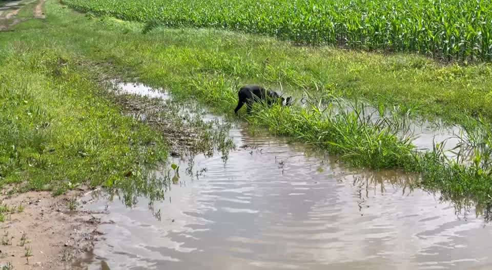 Boston Terrier Liebhaber❤️-Beitrag-Bild