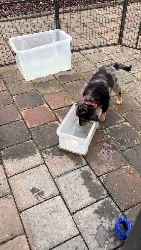 Welpen Bilder !-Beitrag-Bild