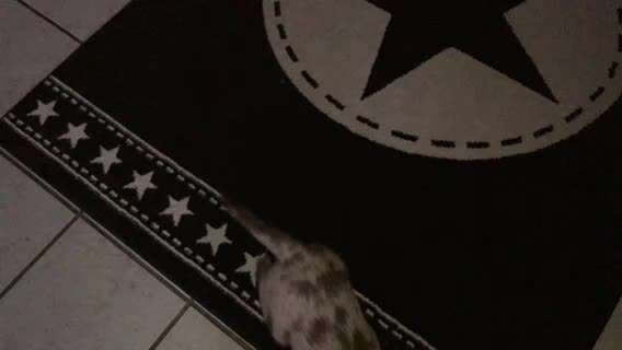 Welpen Bilder !-Beitrag-Bild