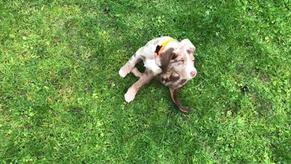 Welpen Bilder !-Beitrag-Bild