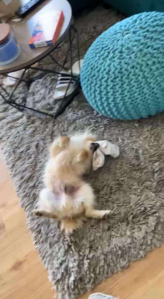 Dogorama Photo Challenge - Zeigt her eure Bäuche-Beitrag-Bild