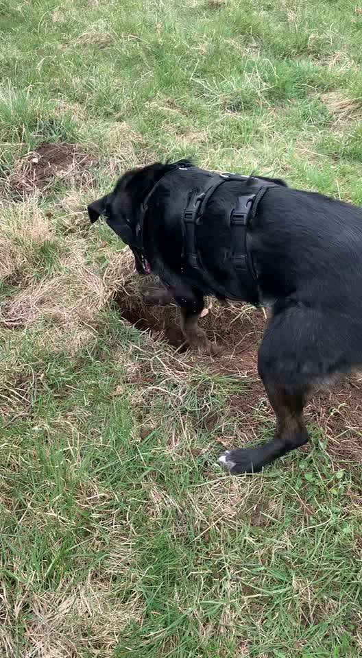 Immer der Nase nach - die schönsten Jagdhund-Bilder-Beitrag-Bild
