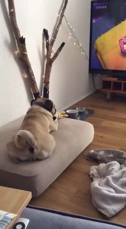 Die Dogorama Wochen Challenge-Beitrag-Bild