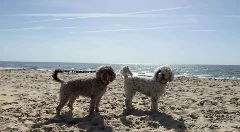 aktuelles Foto Gruppe Spanische wasserhunde (Perro de Agua espaniol)