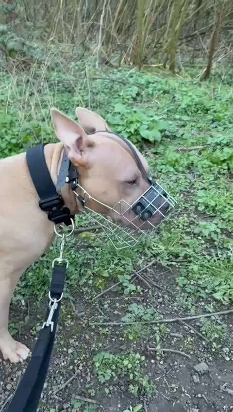 Wie sitzt mein Maulkorb / Maulkorb-Beratung-Beitrag-Bild
