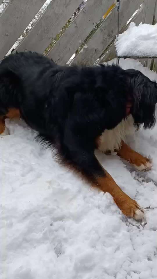 Berner Sennen-Beitrag-Bild