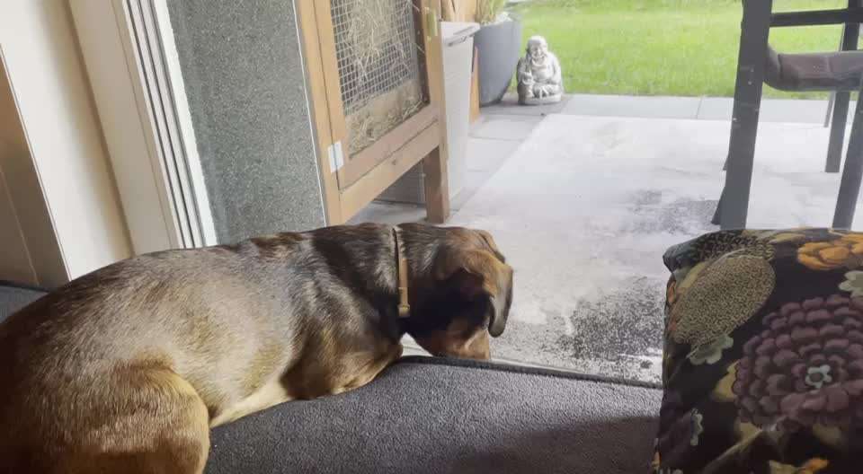 Zeigt hier Euer liebstes Video Eurer Hunde-Beitrag-Bild