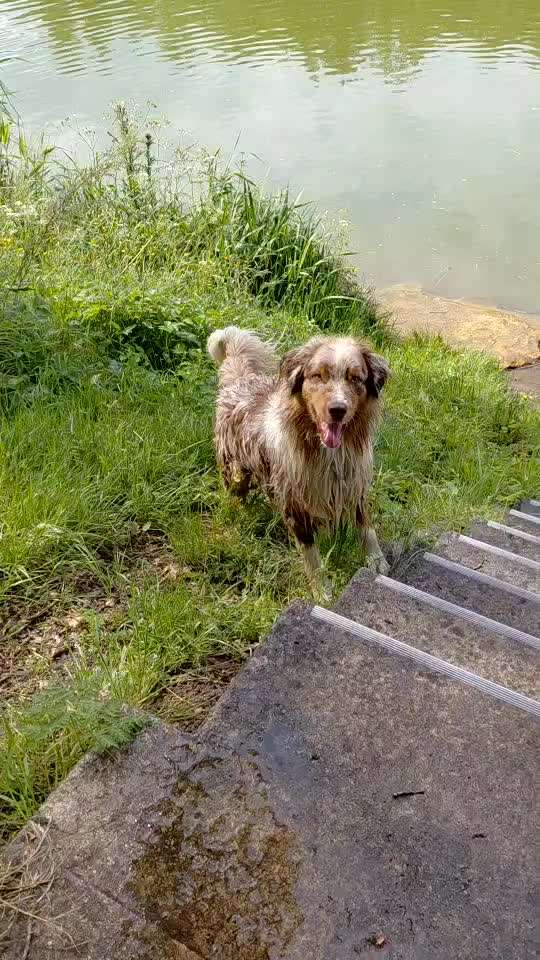 🌊🐶 Hund überall baden lassen – wie sicher ist das wirklich?-Beitrag-Bild