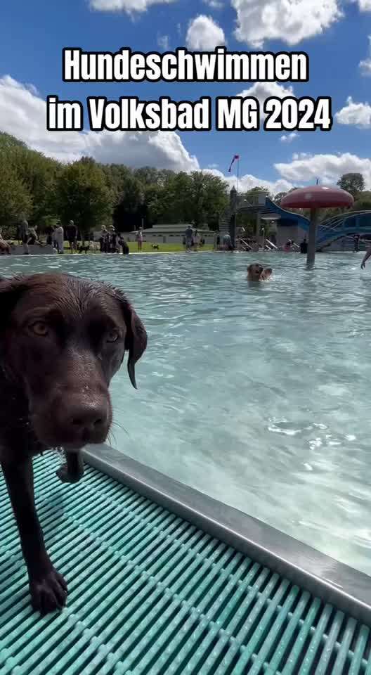 Eure Meinungen zu Hundebadetagen im Freibad?-Beitrag-Bild