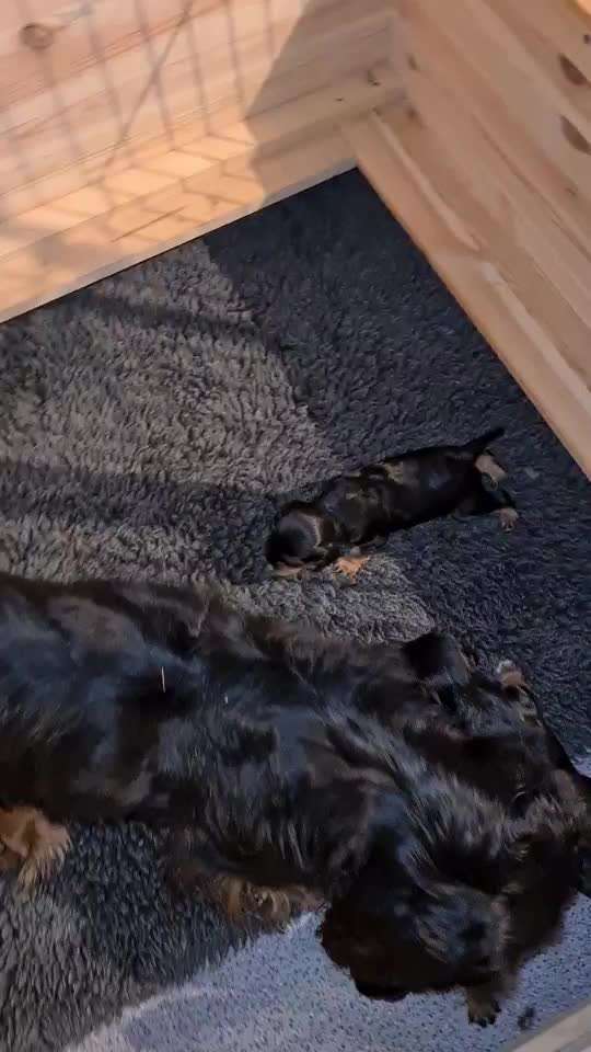 Cavalier King Charles Spaniel?-Beitrag-Bild