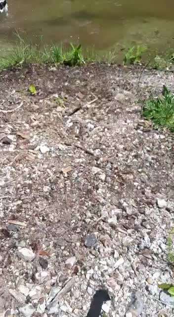 Zeigt hier Euer liebstes Video Eurer Hunde-Beitrag-Bild