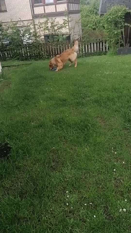 aktuelles Foto Gruppe Golden Retriever