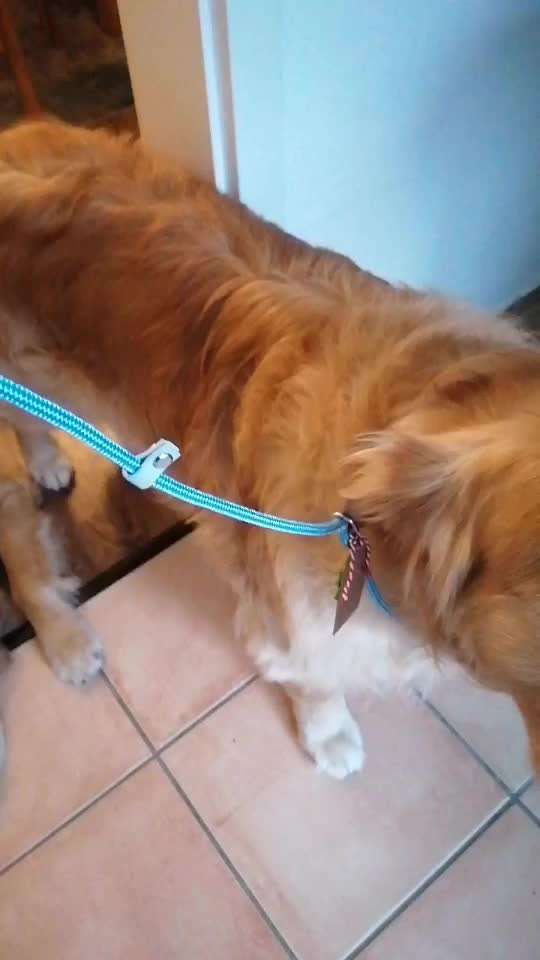 Kettenhalsbänder (Unimon, Sprenger etc.)-Beitrag-Bild