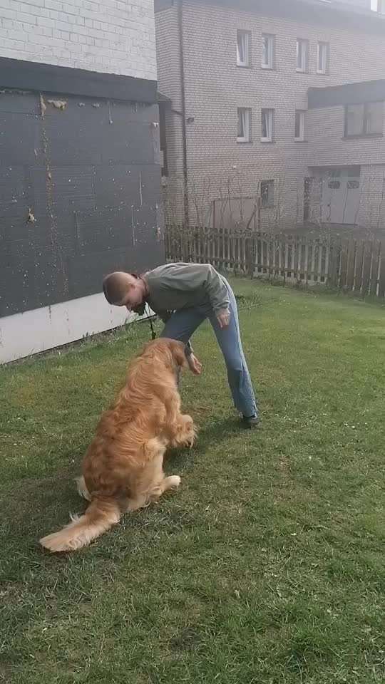 aktuelles Foto Gruppe Golden Retriever