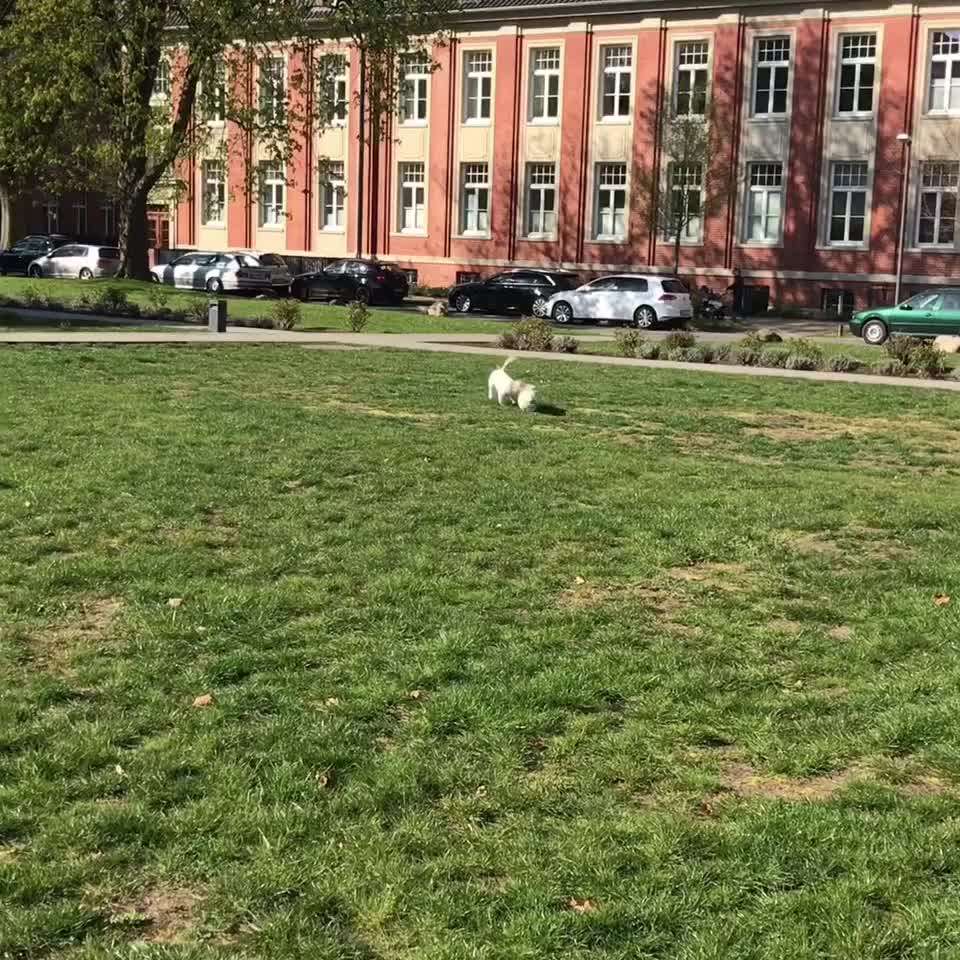 Havaneser dabei?:)-Beitrag-Bild