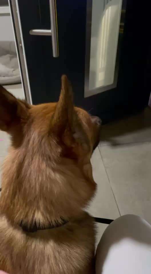 TierschutzhundeStammtisch🐕-Beitrag-Bild