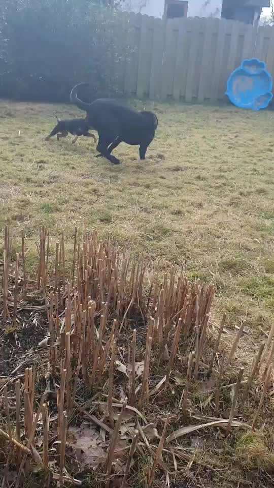Hundeangriff, groß gegen klein-Beitrag-Bild