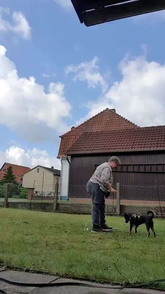 Hundeangriff, groß gegen klein-Beitrag-Bild