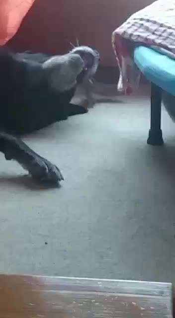 Unsere Fellnasen im Regenbogenland-Beitrag-Bild