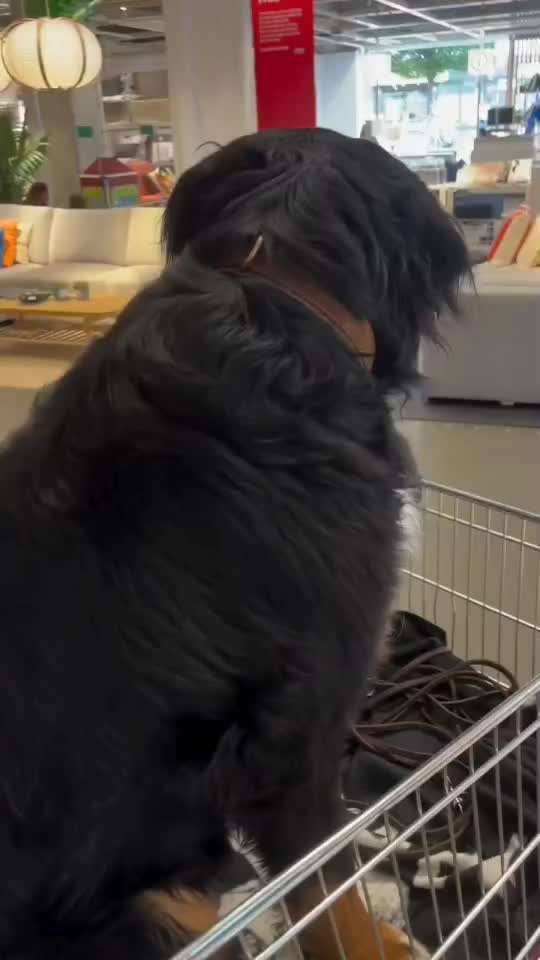 Hund mit zum stöbern oder einkaufen der Möbelhäuser ...-Beitrag-Bild