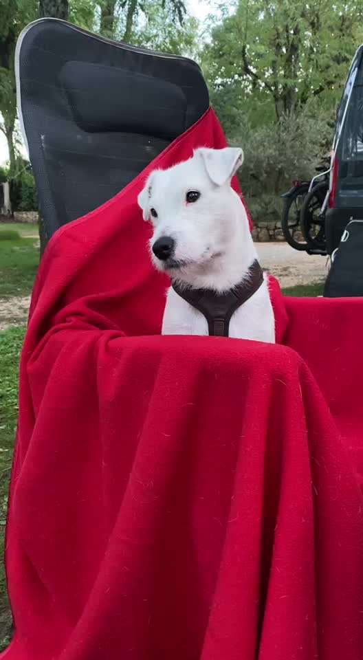 Video-Challange Nr. 9
Der unsinnige Hund-Beitrag-Bild