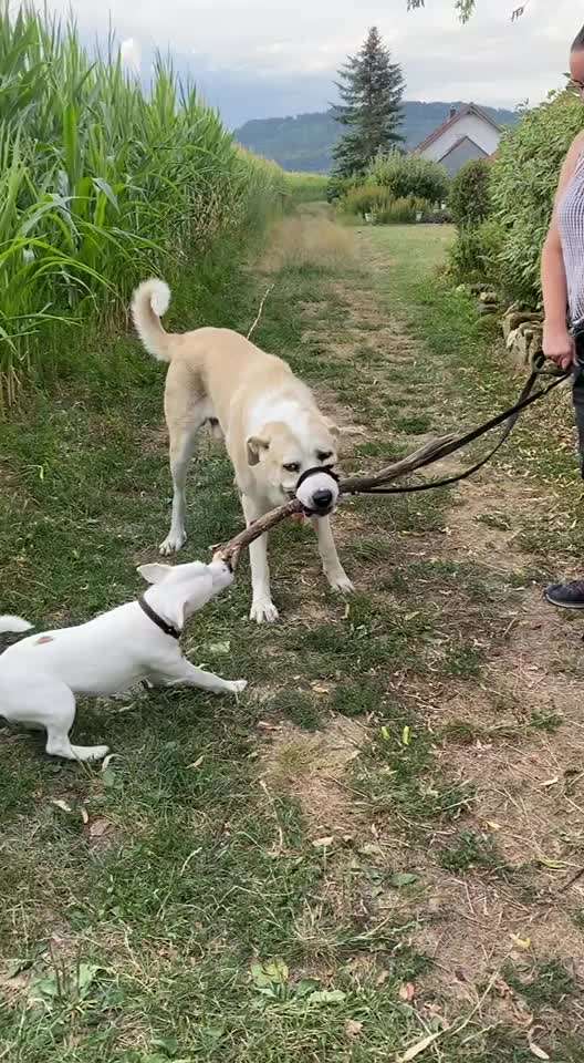 Handyvideochallenge Nr. 26 Gross und Klein-Beitrag-Bild