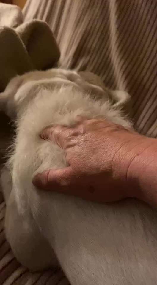 Video-Challenge Nr. 10
Der umsorgte Hund-Beitrag-Bild