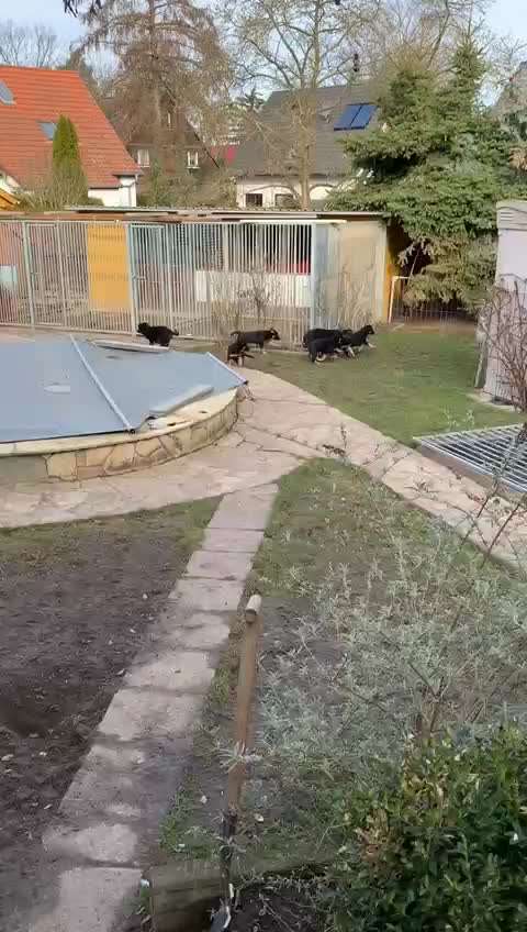 Alles rund um den Schäferhund, diskutieren erwünscht.-Beitrag-Bild