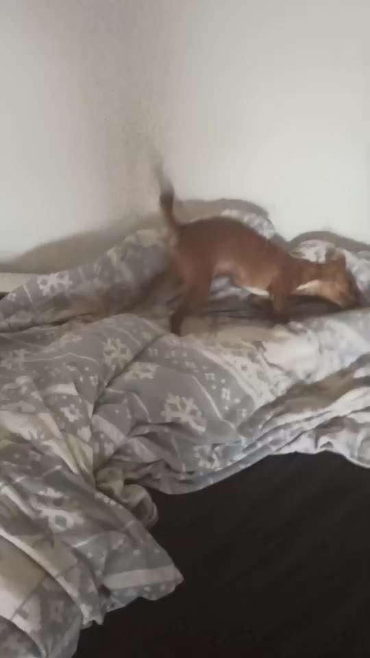 Gemeinsames Kuscheln im Bett!-Beitrag-Bild