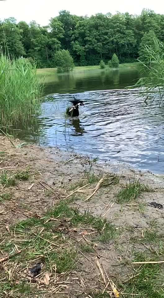 Dogorama-Monats-Challenge-Mai "Wasser"-Beitrag-Bild