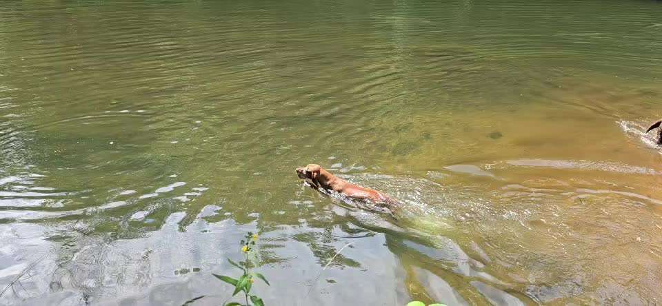 aktuelles Foto Gruppe Hunde aus dem Tierschutz