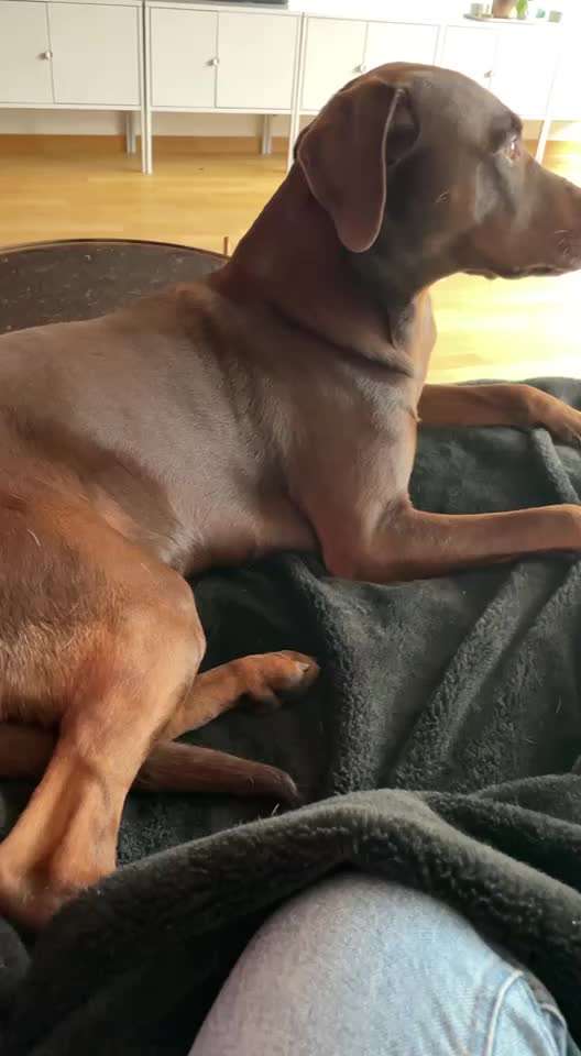 Hund plötzlich eingezogene Rute und unruhe-Beitrag-Bild