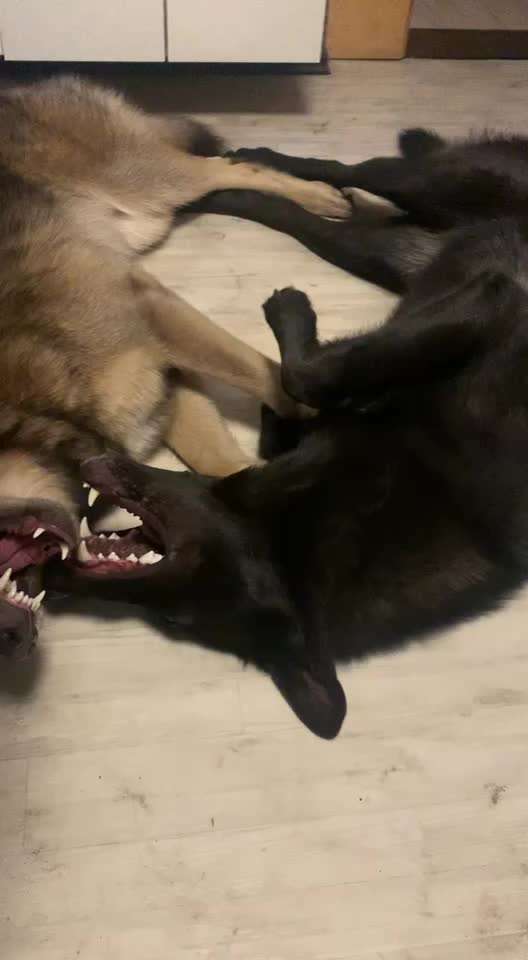 Zeigt hier Euer liebstes Video Eurer Hunde-Beitrag-Bild