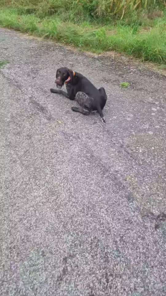 Jagdhundeausbildung an lebenden Enten – notwendig oder unethisch? 🐾-Beitrag-Bild