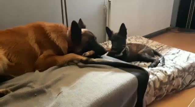 Video-Challange Nr. 9
Der unsinnige Hund-Beitrag-Bild