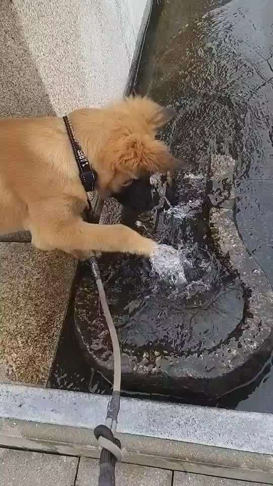 19. Video Challenge  "urkomische Hunde zum Brüllen lustig"-Beitrag-Bild