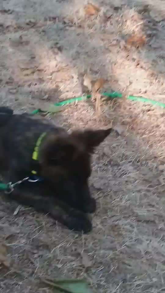 19. Video Challenge  "urkomische Hunde zum Brüllen lustig"-Beitrag-Bild